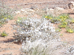 Eriocephalus merxmuelleri