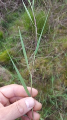Glyceria declinata