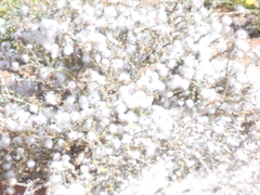 Eriocephalus merxmuelleri