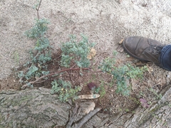 Coronilla valentina glauca