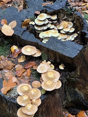 Kuehneromyces