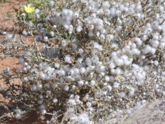 Eriocephalus merxmuelleri