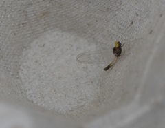 Baetis fuscatus