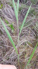 Glyceria declinata