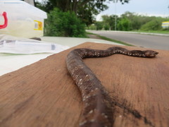 Agkistrodon russeolus