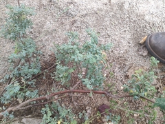 Coronilla valentina glauca