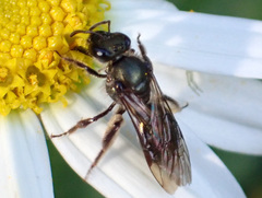 Lasioglossum chalcodes
