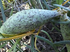 Vincetoxicum sibiricum