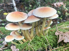 Hypholoma fasciculare