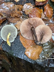 Kuehneromyces
