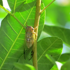 Diceroprocta olympusa