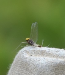 Baetis fuscatus