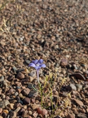 Ipomopsis longiflora