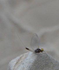 Baetis fuscatus