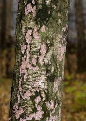 Chondrostereum purpureum