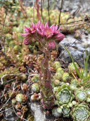 Sempervivum arachnoideum