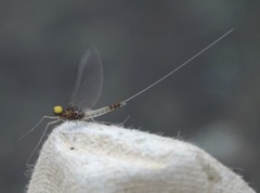 Baetis fuscatus