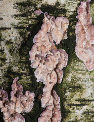 Chondrostereum purpureum