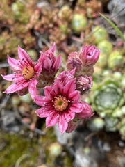 Sempervivum arachnoideum