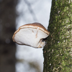 Fomitopsis betulina