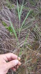 Glyceria declinata