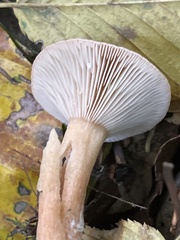 Lactarius subdulcis
