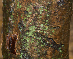 Phaeophyscia