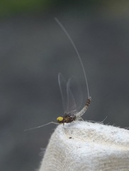 Baetis fuscatus