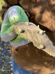 Pachypsylla