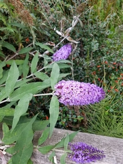 Buddleja davidii