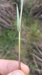 Glyceria declinata