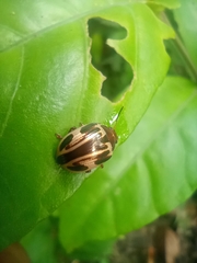 Doryphorina