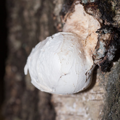 Fomitopsis betulina