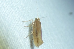 Ypsolopha ustella