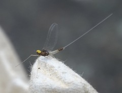 Baetis fuscatus