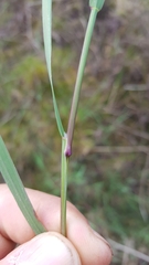 Glyceria declinata