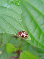 Doryphorina