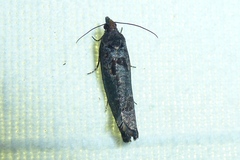 Epinotia maculana