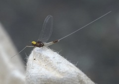 Baetis fuscatus
