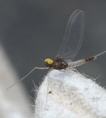Baetis fuscatus