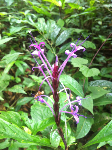 Brachystephanus lyallii