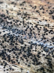 Melanomma pulvis-pyrius