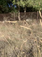 Bouteloua gracilis