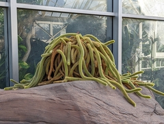 Aporocactus flagelliformis