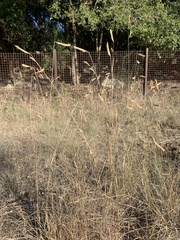 Bouteloua gracilis