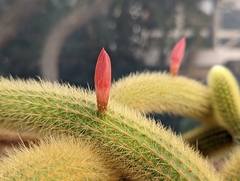 Aporocactus flagelliformis