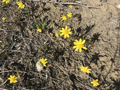 Crocidium multicaule