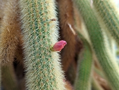 Aporocactus flagelliformis