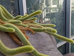 Aporocactus flagelliformis