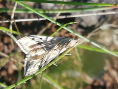 Antigastra catalaunalis